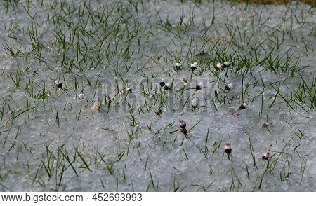 A Shower Of Hail Covered The Lawn In The Garden. Daisy Flowers Closed The Petals In Shock. Spring Va