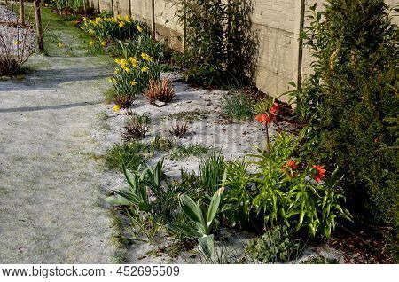 Large Perennials With Red Bells Flowers Along With A Yellow Narcissus Flower In A Bark Mulched Flowe