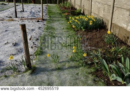 Large Perennials With Red Bells Flowers Along With A Yellow Narcissus Flower In A Bark Mulched Flowe
