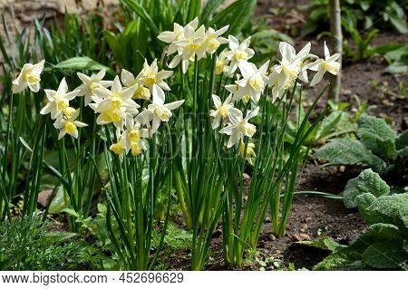 Large Perennials With Red Bells Flowers Along With A Yellow Narcissus Flower In A Bark Mulched Flowe