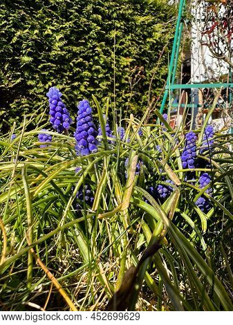 First Violet Flowers Of Spring In The Garden