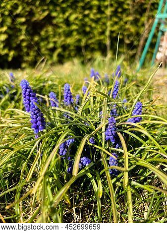 First Violet Flowers Of Spring In The Garden