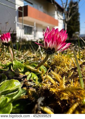 First Flowers Of Spring In The Garden