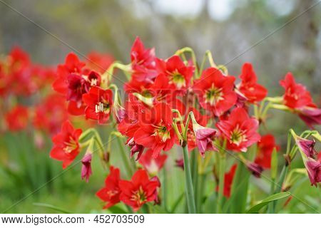 Hippeastrum Johnsonii Bury Or Amaryllidaceae. The Distinctive Characteristics Of This Plant Are Bloo