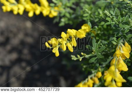 Easter Broom Yellow Flowers In The Garden