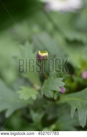 Swan River Daisy Fresco Candy Flower Bud