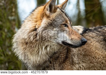 Close Up Of An Adult Wolve Roaming In The Forest