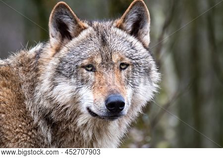 Close Up Of An Adult Wolve Roaming In The Forest