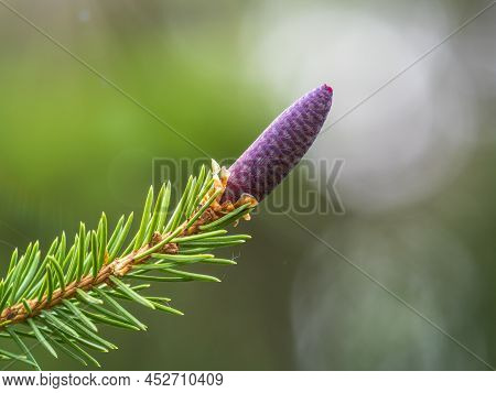 A Young Female Cone Of Ordinary Spruce, It Is Pink And Its Scales Invitingly Open In Anticipation Of