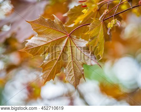 Tree Branch With Dark Red Leaves, Acer Platanoides, The Norway Maple Crimson King. Red Maple Acutifo
