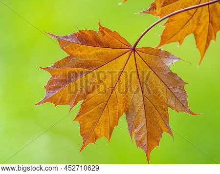 Tree Branch With Dark Red Leaves, Acer Platanoides, The Norway Maple Crimson King. Red Maple Acutifo