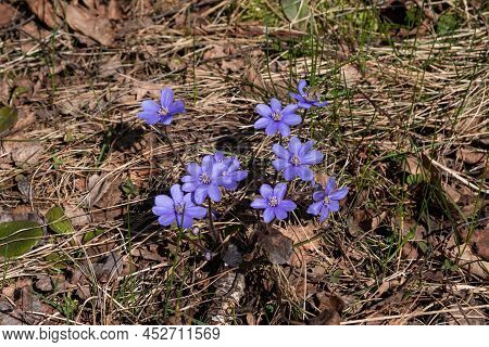 The First Spring Forest Flowers Are Blue Snowdrops, Touching And Tender Against The Background Of Le