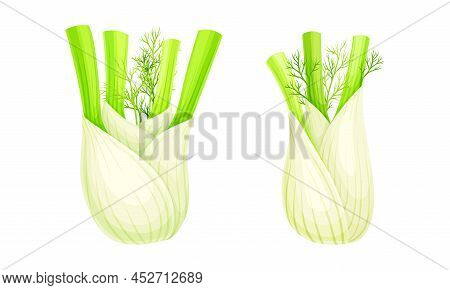 Fresh Fennel Bulbs Set. Swollen Roots Vector Illustration