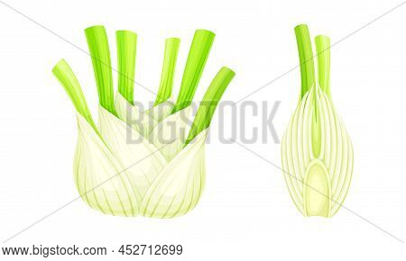 Florence Fennel Or Finocchio Bulbs Set. Swollen Roots Vector Illustration