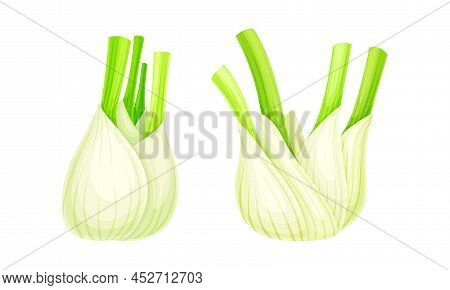 Florence Fennel Or Finocchio Bulbs Set Vector Illustration