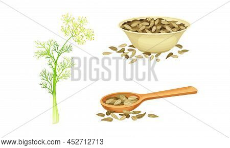 Florence Fennel Or Finocchio Flowering Herbal Plant And Dried Seeds Set Vector Illustration