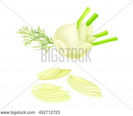 Florence Fennel Or Finocchio Bulbs Set. Swollen Root Herbal Plant Vector Illustration