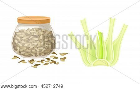 Florence Fennel Herbal Plant And Jar Of Dried Seeds Set Vector Illustration
