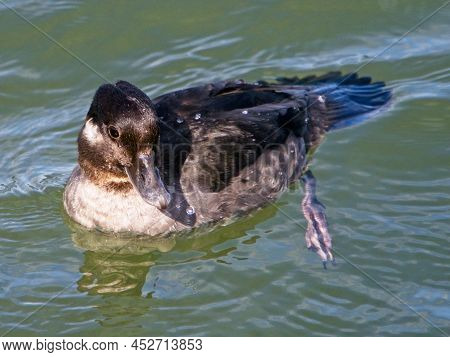 Bufflehead Duck (bucephala Albeola)