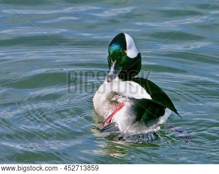 Bufflehead Duck (bucephala Albeola)