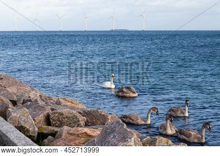 Flock Of Swans On The Sea And Wind Turbine Farm Power Genarator In Beautiful Nature Landscape. High 