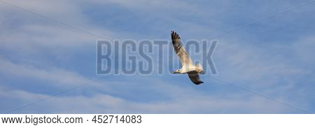White Seagull Flies High In The Blue Sky With White Clouds