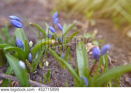 Many Blue Small Scilla Or Othocallis Siberica Flowers In Green Grass. The First Flowers In The Sprin