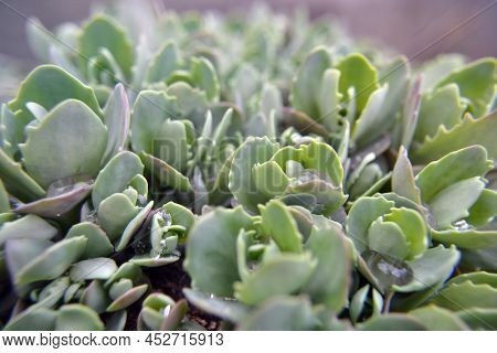 Close-up Of Succulent Plant. Green Flower Bush With Water Droplets. Hylotelephium Telephioides (mich
