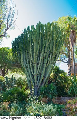 A Huge Green Bush Of Euphorbia Royleana In A Garden In The City Of Villefranche-sur-mer, France, Cot