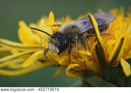 Closeup On A Male Grey-backed Mining Bee, Andrena Vaga, Sitting Inside A Yellow Dandelion Flower In 