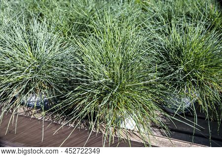 Garden Plant Festuca Gautieri For Sale In Garden Shop