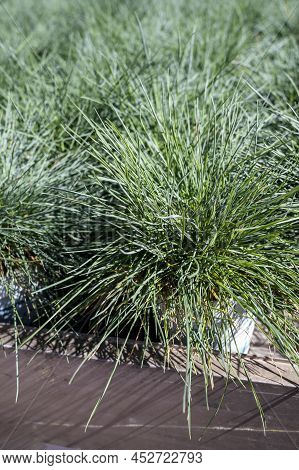 Garden Plant Festuca Gautieri For Sale In Garden Shop