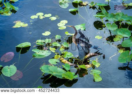 Anhinga Anhinga, Sometimes Called Snakebird, Darter, American Darter, Or Water Turkey, Dries Its Win