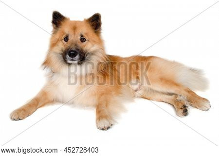 Happy Eurasier dog isolated on a white background