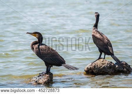 Two Great Cormorants, Phalacrocorax Carbo, Standing On A Stone On The Sea Shore. The Great Cormorant