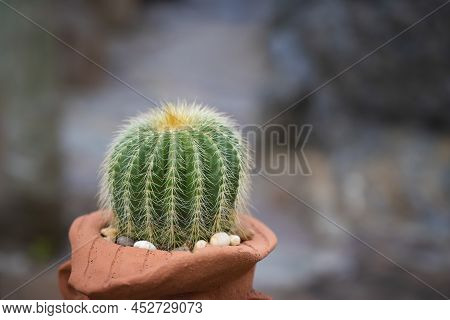 Close-up Of Parodia Cactus (eriocactus), A Succulent Plant With Green Stem, Round-shaped, And Yellow