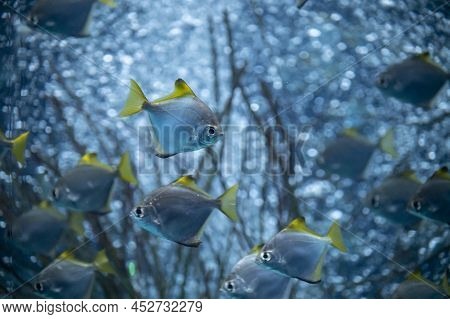 Group Of Colorful Monodactylus Argenteus Silver Moonyfish Swim In Marina Aquarium
