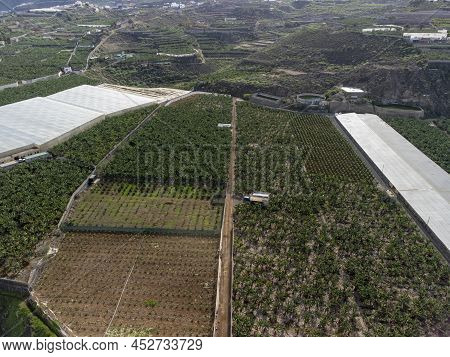 Aerial View Banana Tree Plantation On Tenerife Near Garachico, Canary Islands, Spain