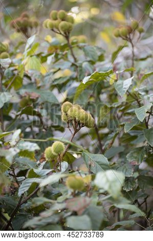Bixa Orellana Or Achiote Plant, Source Of Annato, Natural Orange-red Condiment Used For Food Colorin
