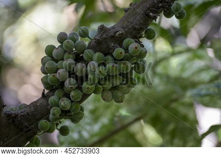 Fruits And Leaves Of Tropical Mosaic Fig Tree Ficus Aspera