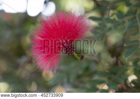 Blossom Of Red Powderpuff Exotic Plant Calliandra Haematocephala From Bolivia