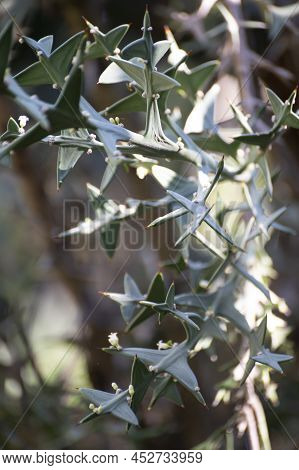 Prickly Leaves Of Evergreen Colletia Paradoxa Plant