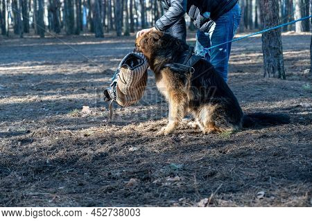 A German Shepherd Sits And Holds His Bite Sleeve In His Mouth. An Adult Male Stands By And Strokes T