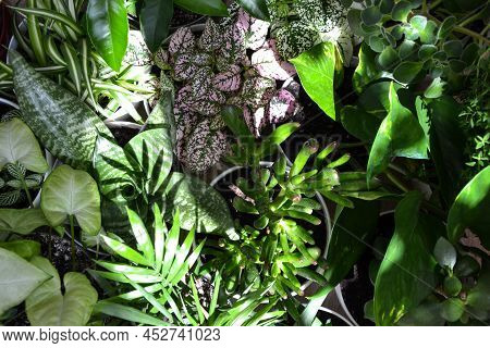House Plants. Greenery. Home Potted Plant Top View. Epipremnum. Syngonium. Aichryson. Chlorophytum. 