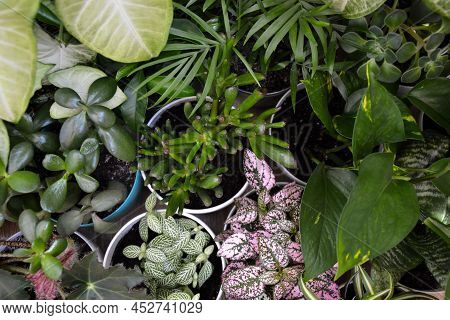 House Plants. Greenery. Home Potted Plant Top View. Epipremnum. Syngonium. Aichryson. Chlorophytum. 