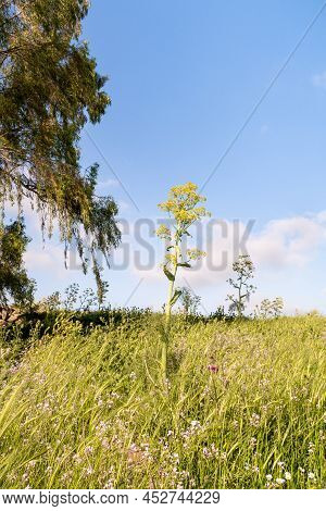 Wild Dill Has Grown To Giant Size In The Meadow In The Golan Heights In Northern Israel