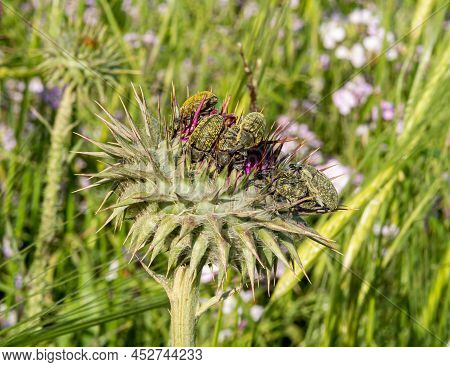 Field Bugs Sit On A Weed Head In A Meadow In The Golan Heights In Northern Israel