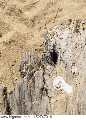 The Surface Of The Old Gray Drift Wood Texture. Empty Template.