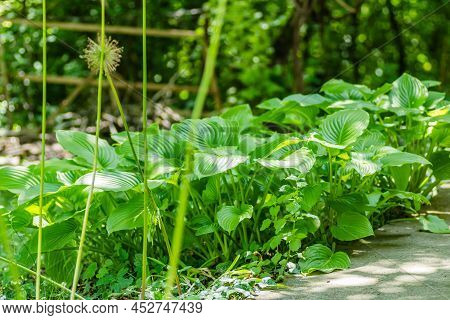 Green Hosta Leavs, Illuminated By The Morning Sun In Private Possession.