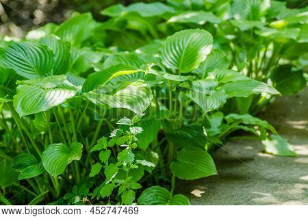 Green Hosta Leavs, Illuminated By The Morning Sun In Private Possession.